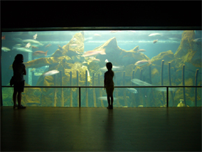 Acquario di Livorno