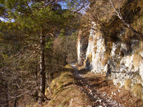 Salite dentro il bosco