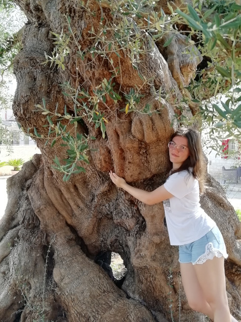 Olivo Secolare