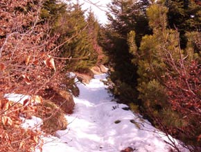 Bosco con la neve.