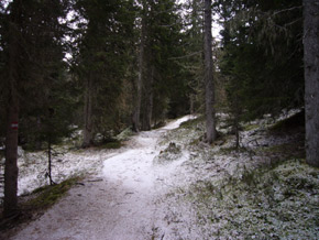 Il bosco