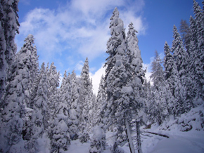 Tanta neve